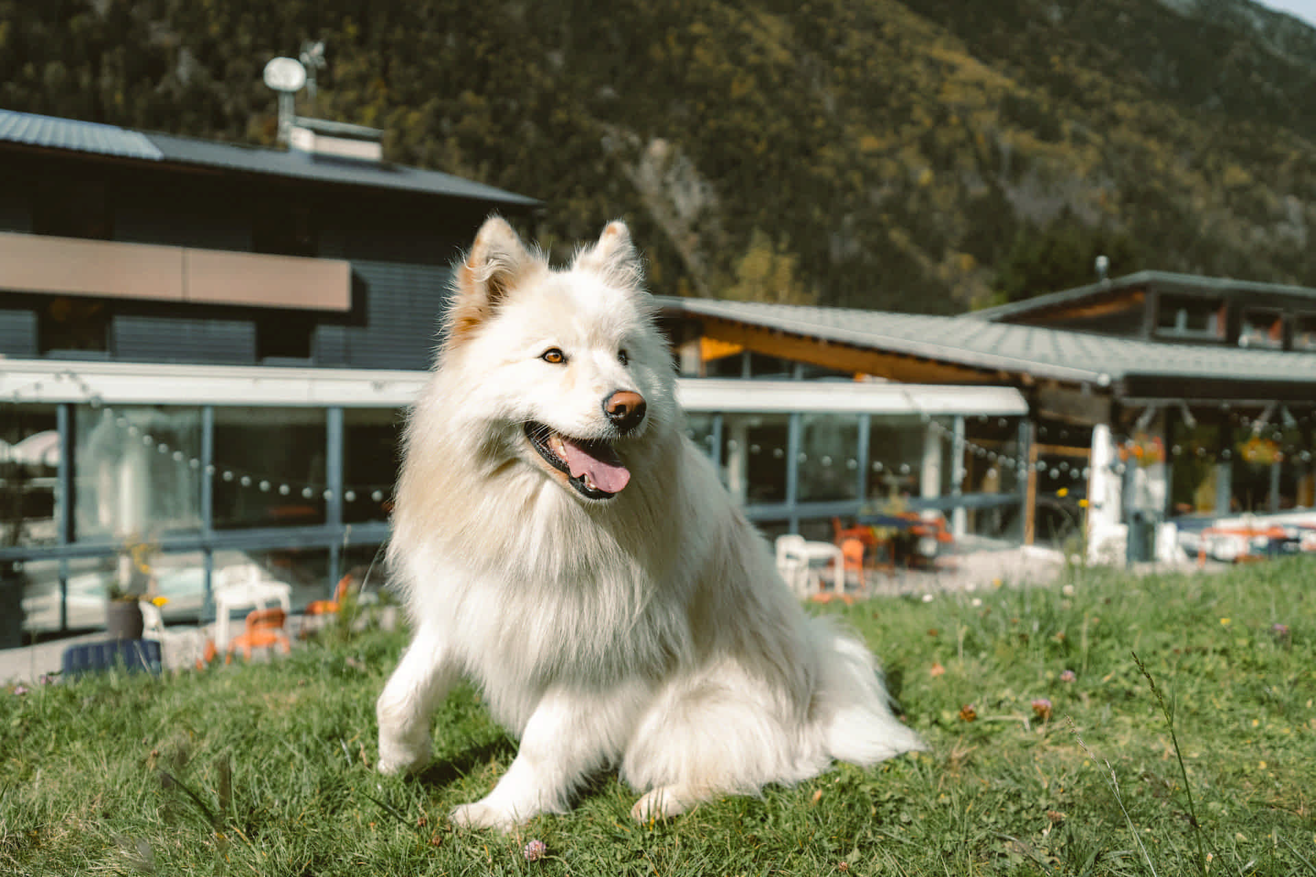 Chien dans le jardin du Big Sky Hotel & Spa****