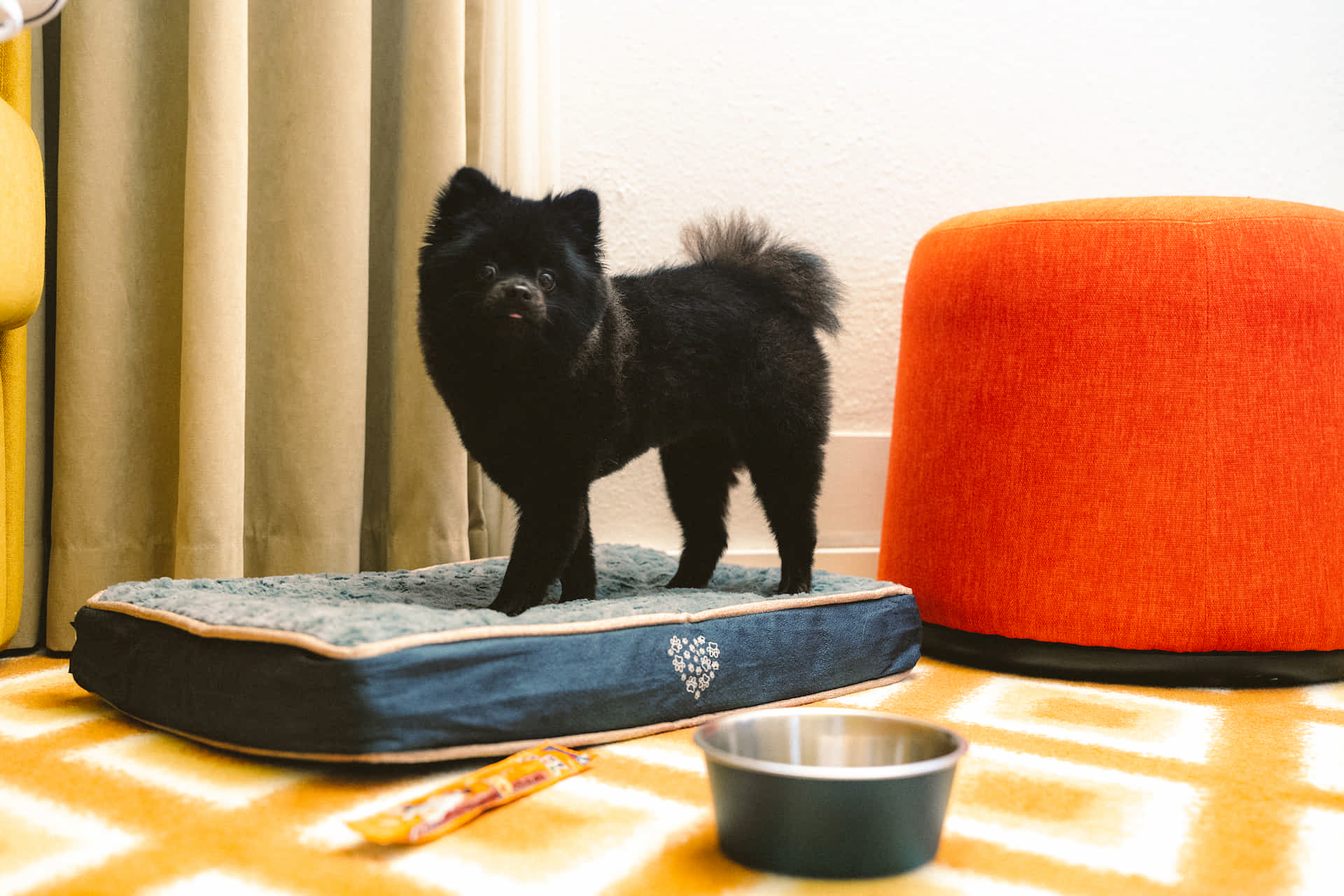 Le Big Sky Hotel & Spa, l’hôtel qui accueille votre chien à Chamonix