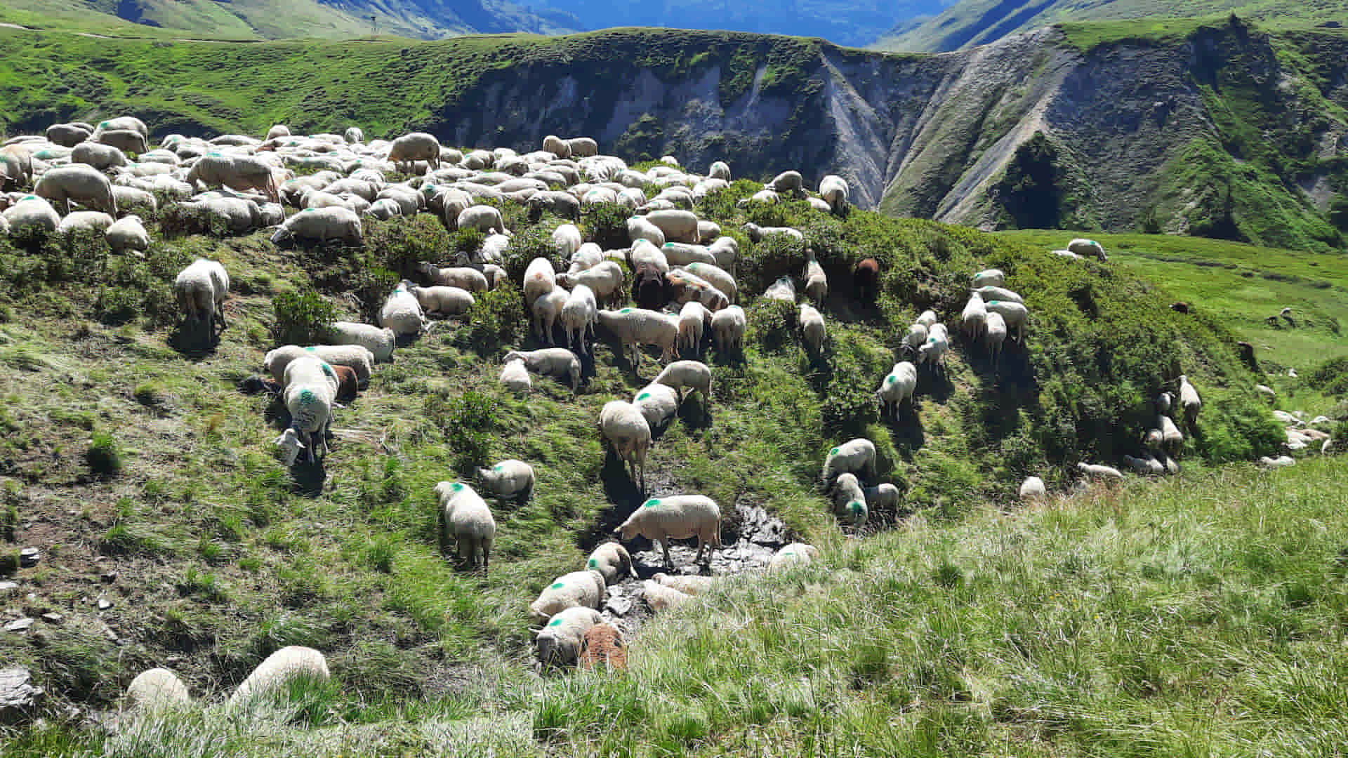 Les randonnées avec son chien en montagne autour de Chamonix